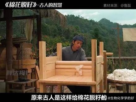 给棉花脱籽还能这么玩这棉花籽咋就没给碾碎了什么原理