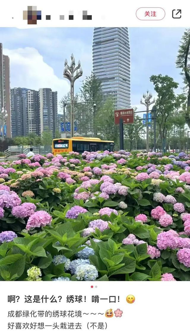 成都的绿化带真的很"神"!|城市建设|绿化带|成都_新浪新闻