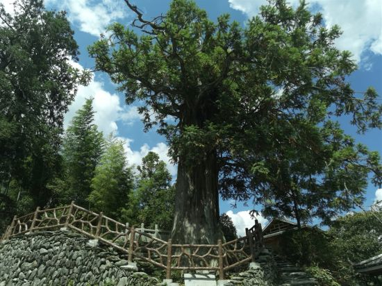 城步县长安营古杉树荣获"中国最美十大古杉木".