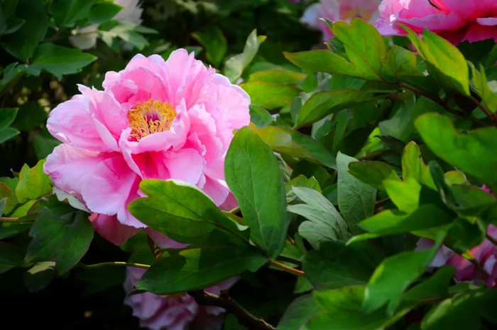 收藏!北京春日赏花游园攻略来了|春花|中山公园|地点_新浪新闻