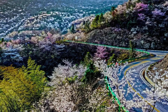 大幕东源花谷:线路概况:大幕东源花谷(樱花,油菜花,杜鹃花,竹海)
