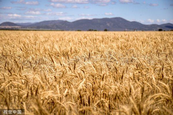 澳大利亚小麦品种图片