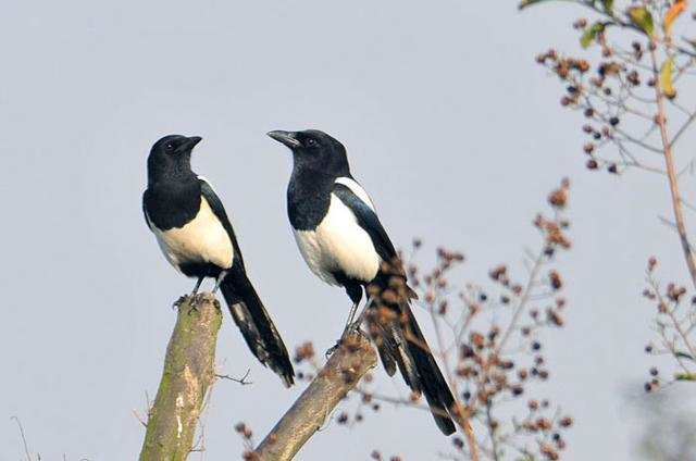 晨读喜鹊叫醒了春天
