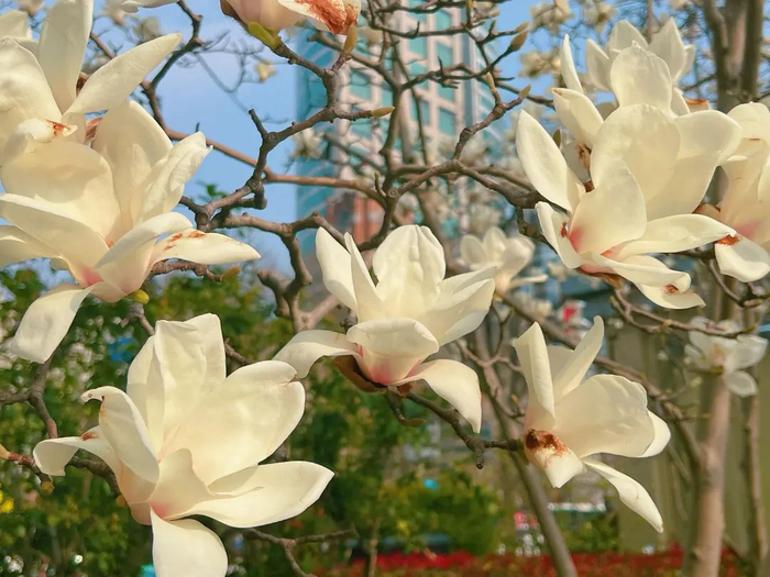 玉兰花开报春来市花已进入最佳观赏期