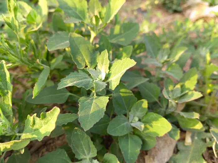 镇雄的春天就是用来吃的