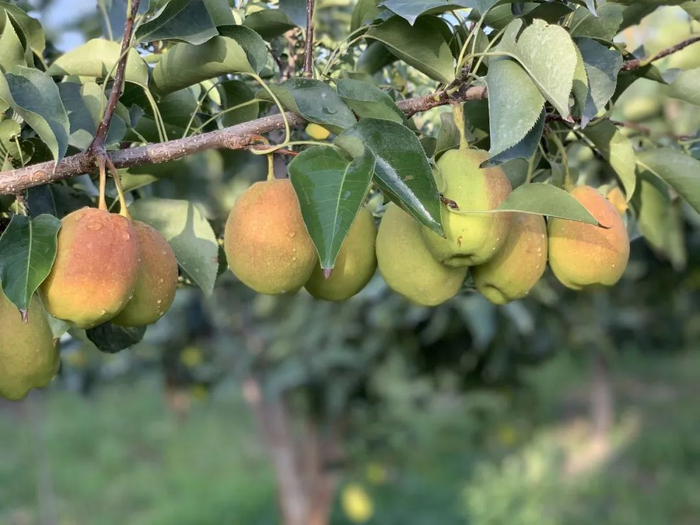 梨中珍品,享誉世界 | 新疆最有名水果之一,库尔勒香梨新鲜上市啦!