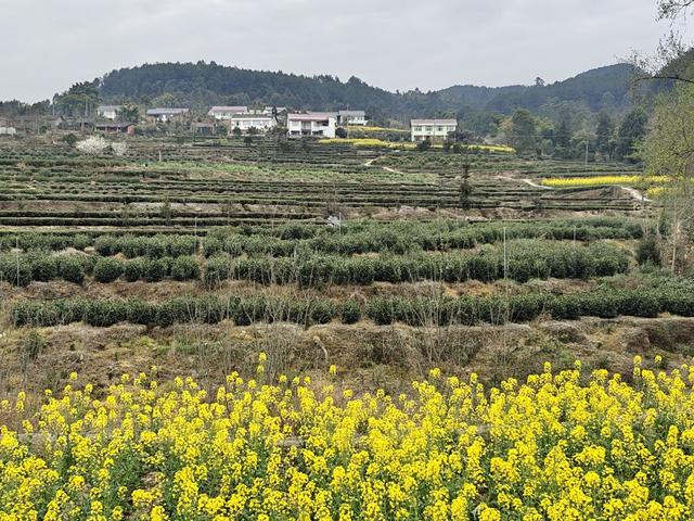 荣县长山镇:春茶采摘茶农笑 壮大产业新希望|新希望|茶农|长山镇_新浪