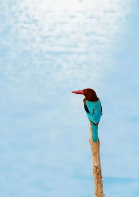 地理课程红树林固碳魔法师的绿色守护草莓是毒水果千万