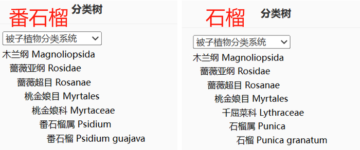 图：iPlant 植物智