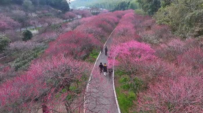 在长兴县龙山街道的东方梅园,灿烂的梅花林里