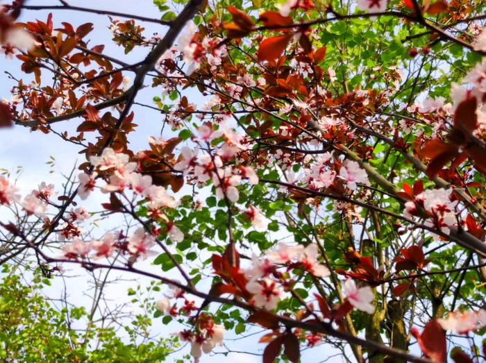 紫叶李,别名红叶李,以叶色闻名,嫩叶鲜红,老叶紫红,树冠丰满,花朵繁密