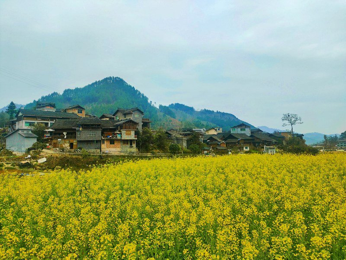 台江县老屯乡春色美踏青赏花两相宜
