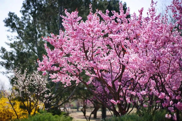 北京春日赏花游园攻略来了|春花|中山公园|地点_新浪新闻