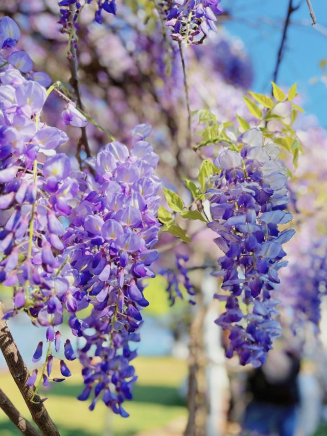 黄丹丹丨摄暖风徐来 花自盛开春有约花不误陌上紫藤香如故最美人间