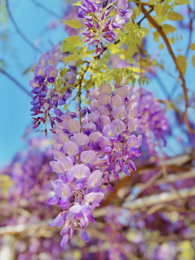 黄丹丹丨摄暖风徐来 花自盛开春有约花不误陌上紫藤香如故最美人间
