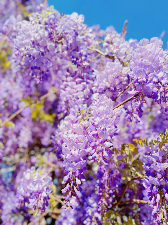 春天里的西昌|紫藤花开 快来看这一挂紫色"瀑布"