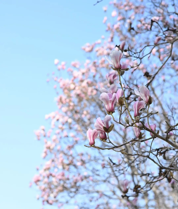 春花初绽,北京市属公园春游赏花活动提前看|春花|公园|明城墙_新浪
