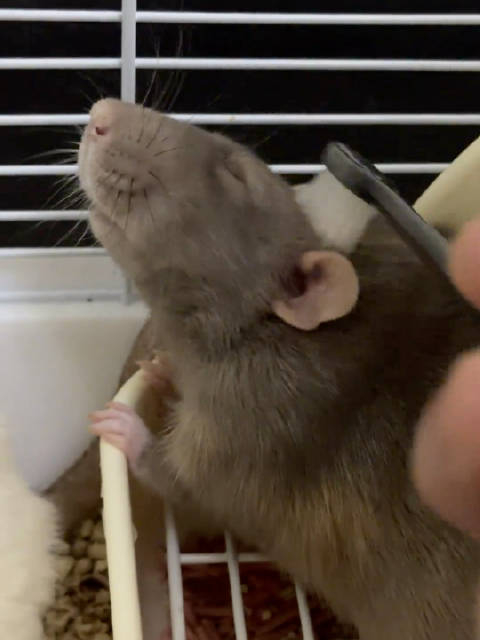 你听过老鼠的叫声吗原来是这样的瞧这一脸享受的表情