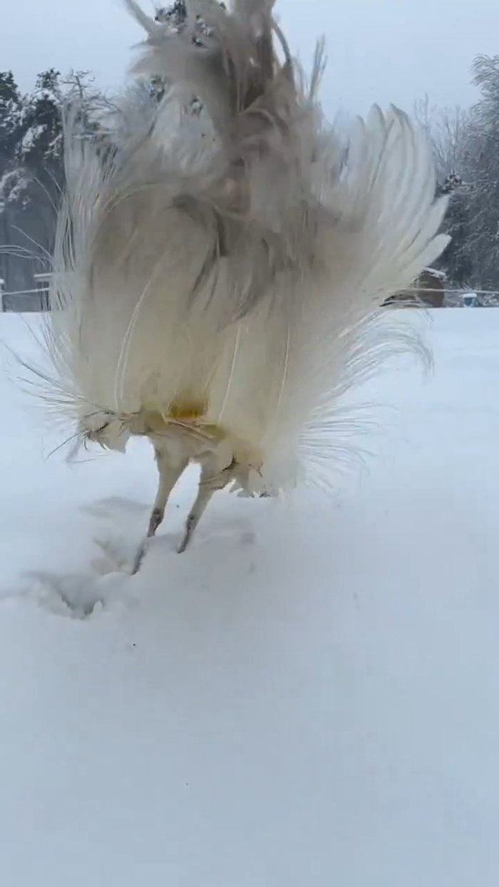 雪中6767飞翔的白孔雀好美