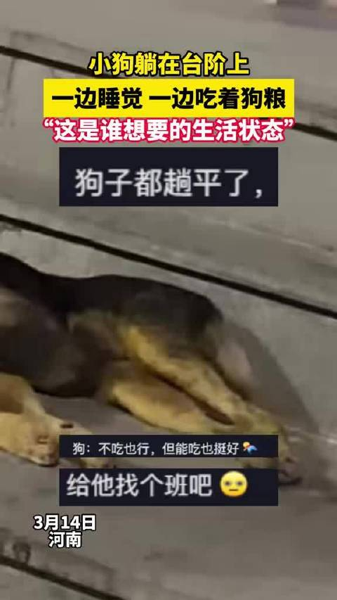 人不如狗系列这是谁想要的生活状态