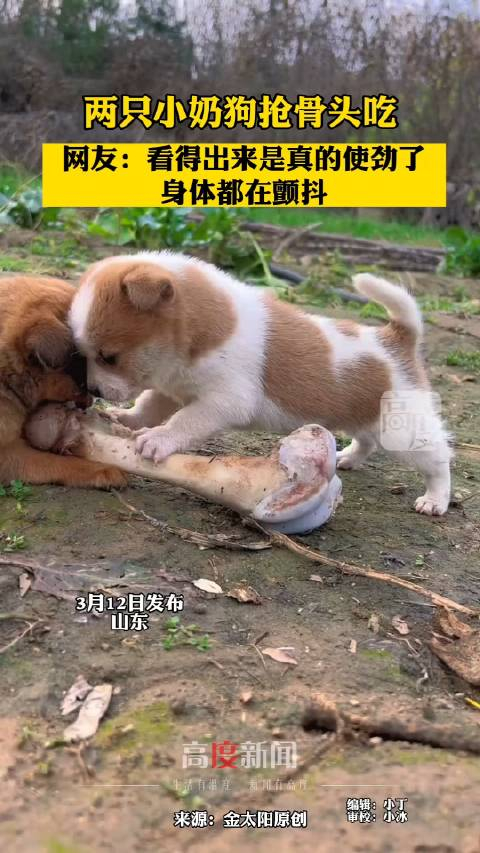 两只小奶狗抢骨头吃网友看得出来真的使劲了身体都在颤抖