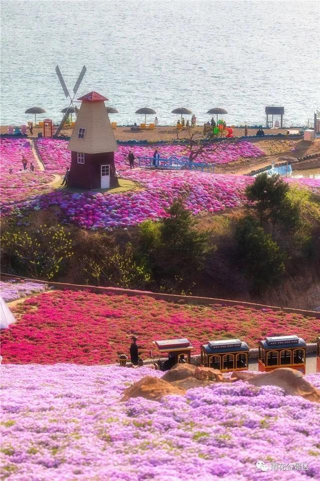 河北最美的春天都在这里→|柏乡汉牡丹园|正定|油菜花_新浪新闻