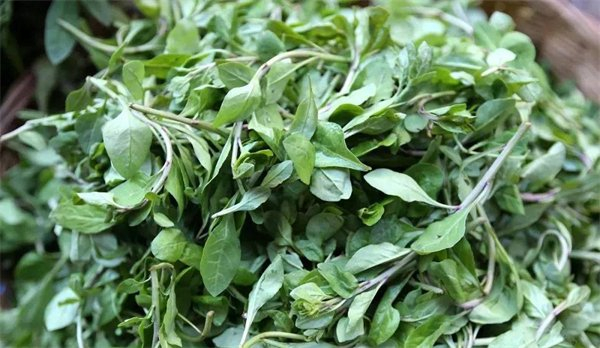 晨读| 春天气息的绵延流长|马兰头|荠菜|野菜_新浪新闻