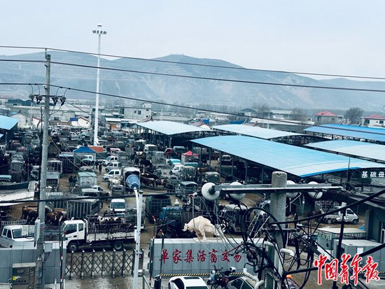 　　单家集活畜交易市场，这是目前宁南山区最大的牲畜交易市场，每逢农历单日开集。中青报·中青网记者 焦敏龙/摄