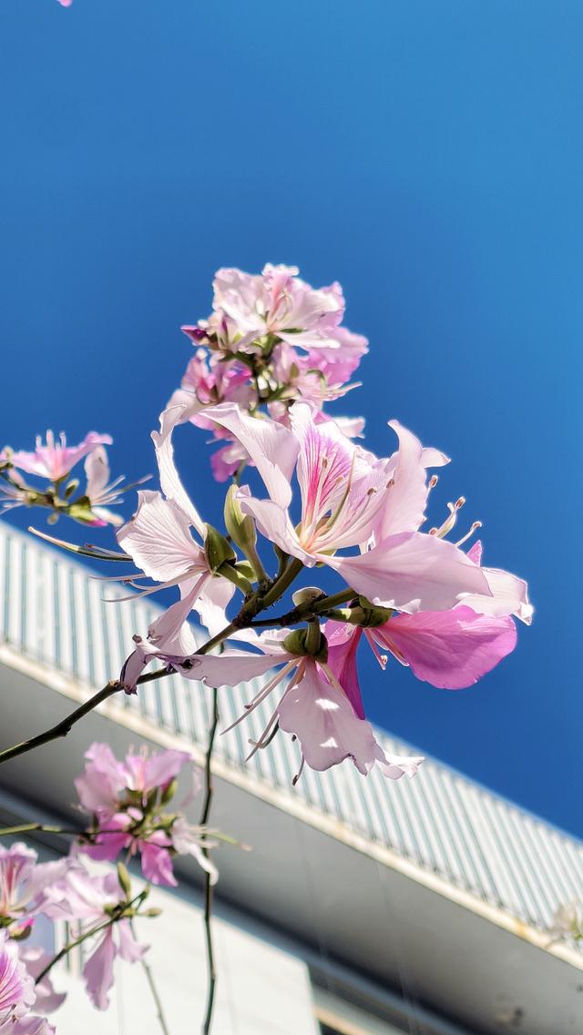 紫荆花的图片和介绍图片