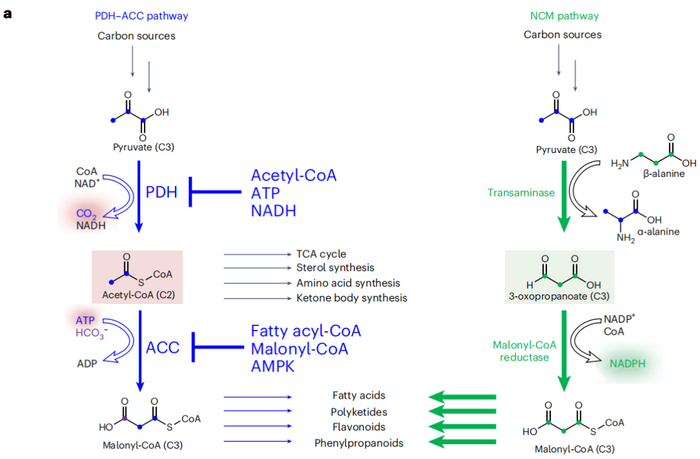 （来源：Nature Catalysis）
