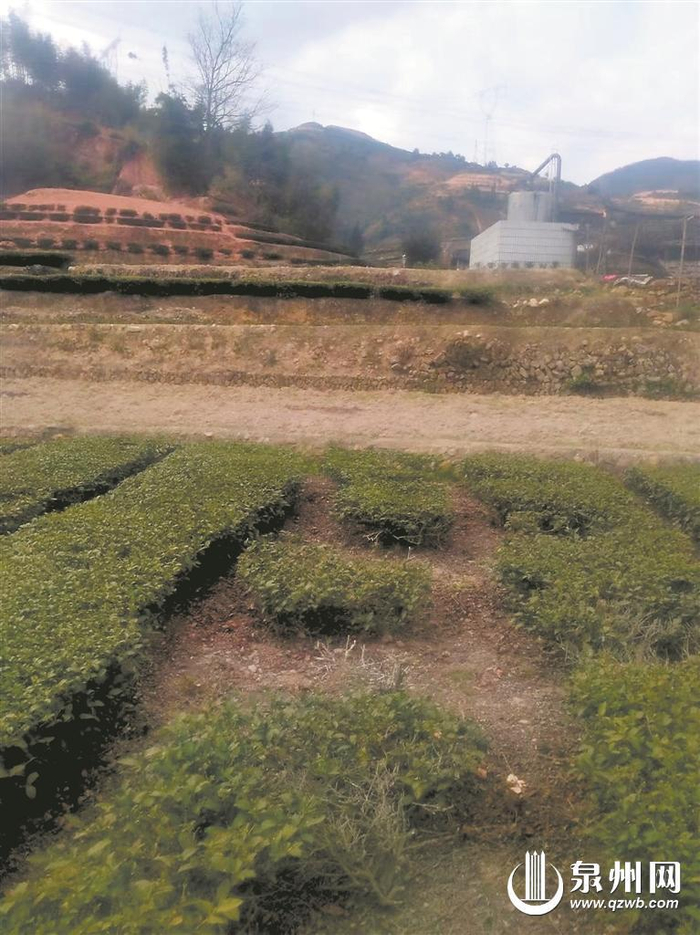 龙涓举溪罗氏18座茶楼的传奇|安溪|广东省|台湾省_新浪新闻