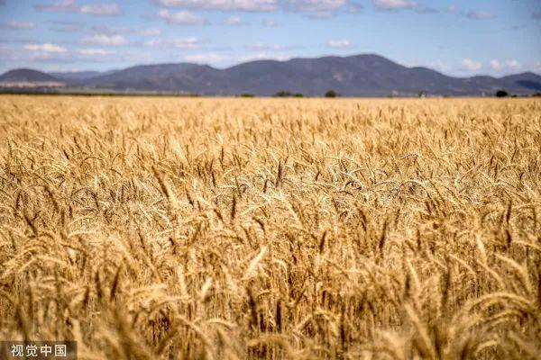 "中国取消,推迟购买100万吨澳大利亚小麦"|澳大利亚|小麦|法国_新浪