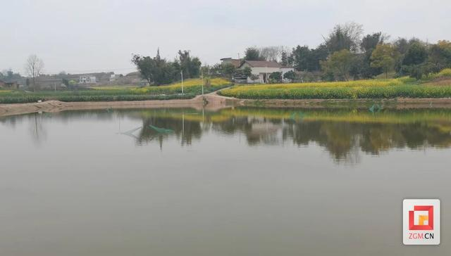 代寺镇:集体经济稻虾综合种养 增添镇域经济新动能|王强|代寺镇|虾