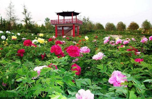 春游河北,这份赏花指南请收好→|柏乡汉牡丹园|正定|油菜花_新浪新闻