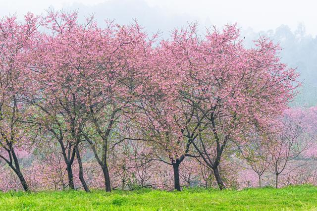 广东韶关:广州樱竞相绽放明艳烂漫|樱花盛开|韶关市|广州市_新浪新闻