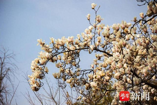 赏花地点:明孝陵梅花山,溧水傅家边,玄武湖梁洲及沿湖堤岸,古林公园
