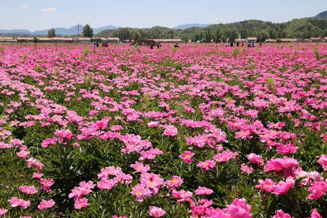 春游河北,这份赏花指南请收好→|柏乡汉牡丹园|正定|油菜花_新浪新闻