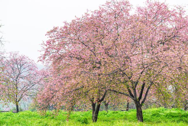 广东韶关:广州樱竞相绽放明艳烂漫|樱花盛开|韶关市|广州市_新浪新闻