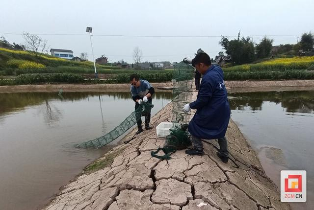 代寺镇:集体经济稻虾综合种养 增添镇域经济新动能|王强|代寺镇|虾