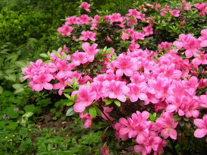 这色彩搭配也太美了吧~|配色方案|花园|互补色_新浪新闻