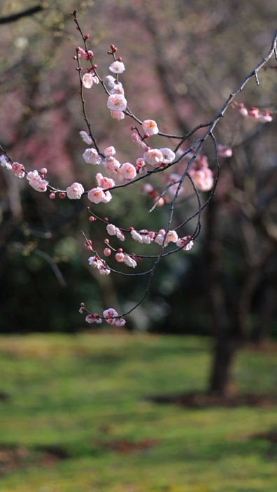 远处红杏粉嫩娇艳,在枝头竞相开放.