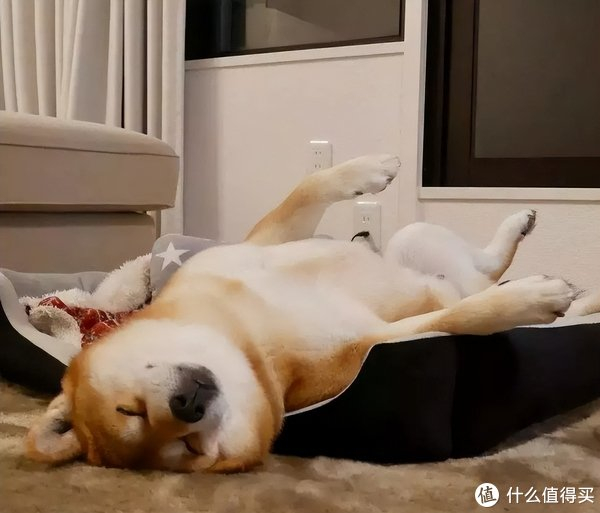 狗狗这6种睡觉姿势,有这些意思|狗狗|主人|泪痕_新浪新闻