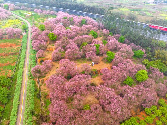 广东韶关:广州樱竞相绽放明艳烂漫
