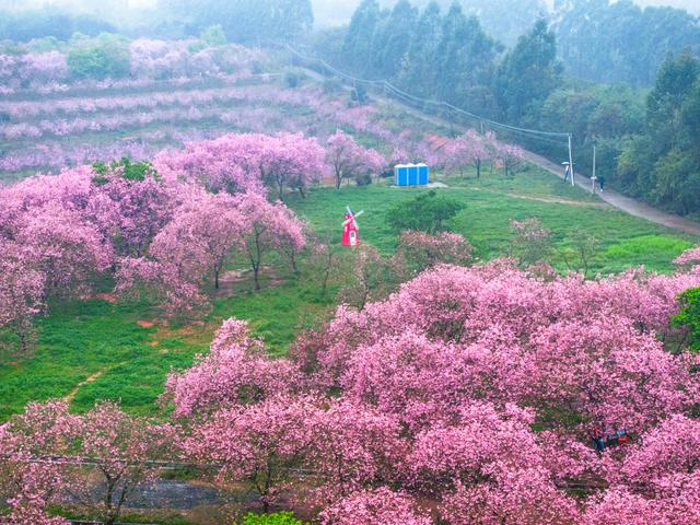 广东韶关:广州樱竞相绽放明艳烂漫|樱花盛开|韶关市|广州市_新浪新闻