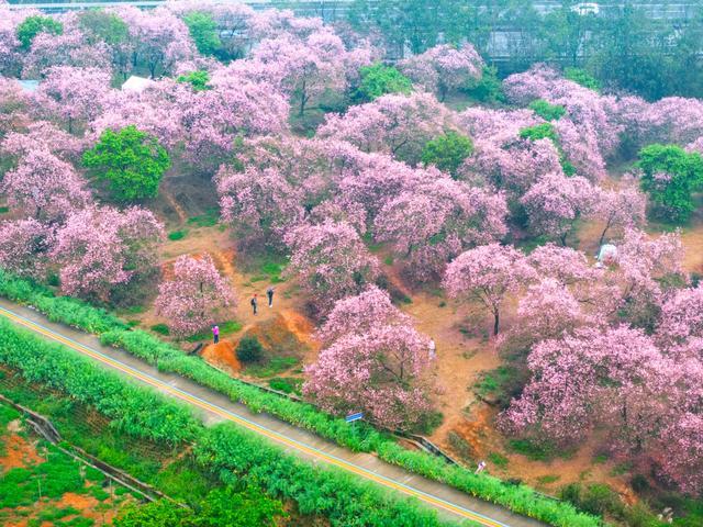 韶关樱花公园图片图片
