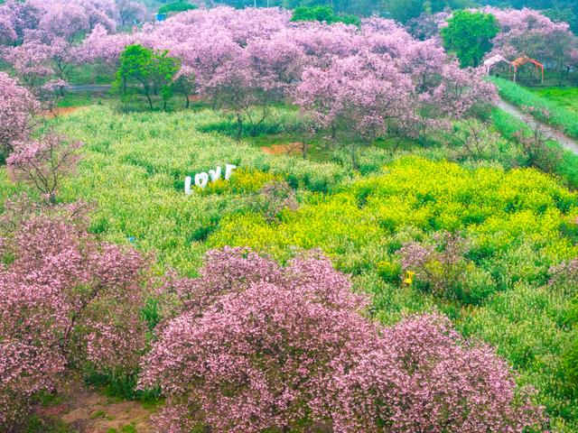 广东韶关:广州樱竞相绽放明艳烂漫