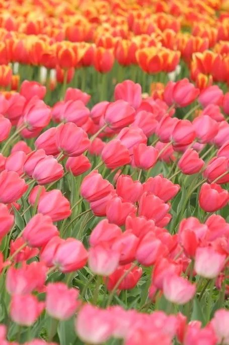 花期:4月中下旬郁金香09地址|怀柔区喇叭沟门满族乡村栅子村西300号