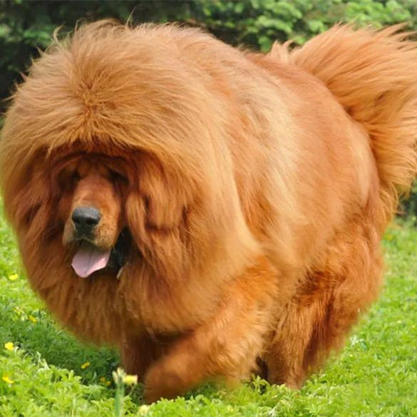 乐山民警提醒不能在市中区养这些犬只否则将被处罚