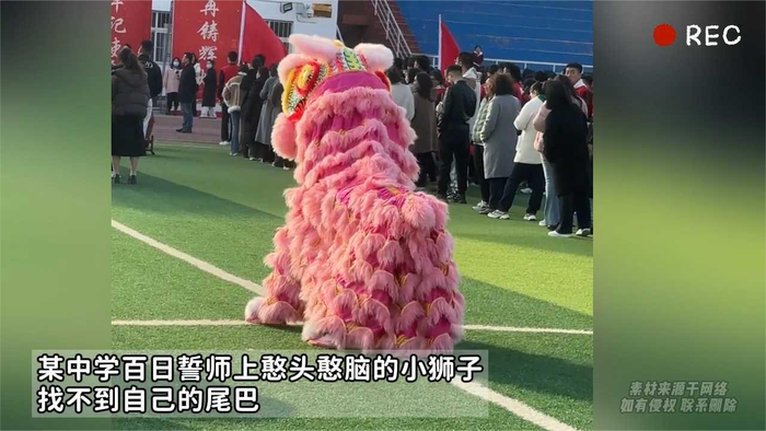 某中学百日誓师上憨头憨脑的小狮子找不到自己的尾巴