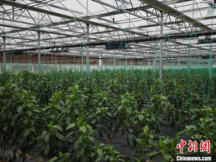 乡村行看振兴江西南昌深耕特色农业产业小辣椒铺就致富路